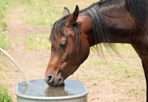 overheated horses