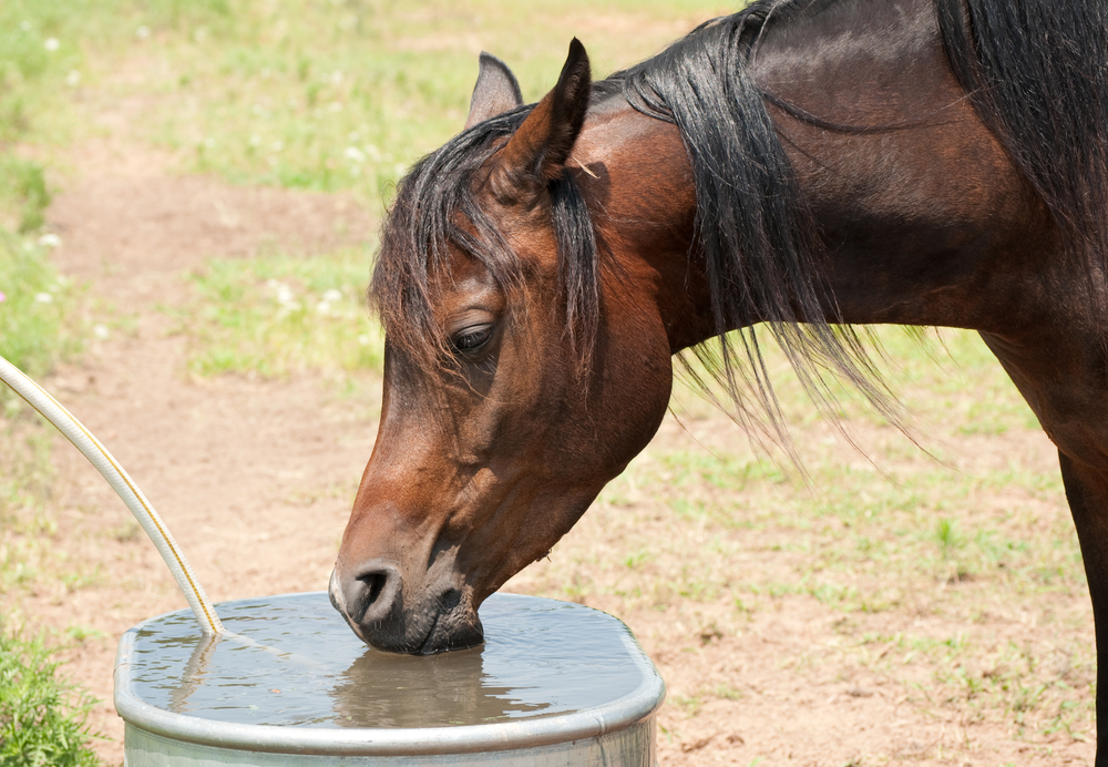 overheated horses