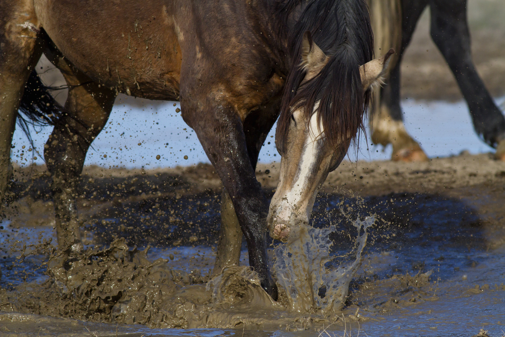 Mud Rash