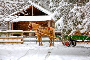 winter coat maintenance