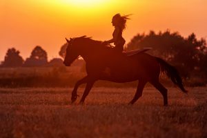 happy horse farm