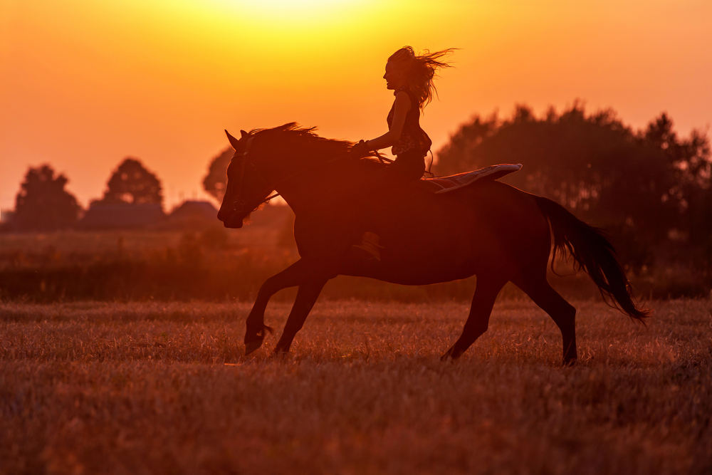 happy horse farm