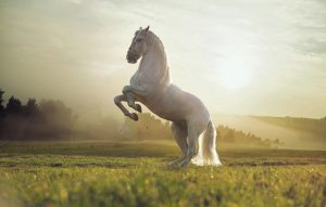 Stallion Stall