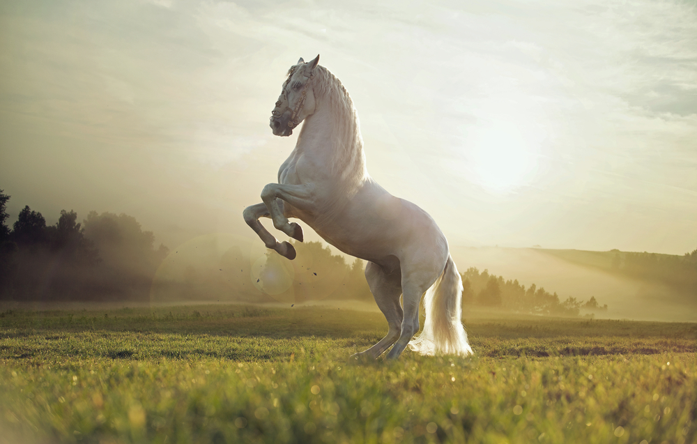 Stallion Stall