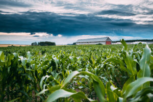 Countryside Rural Landscape With Paddock For Horse, Shed Or Barn