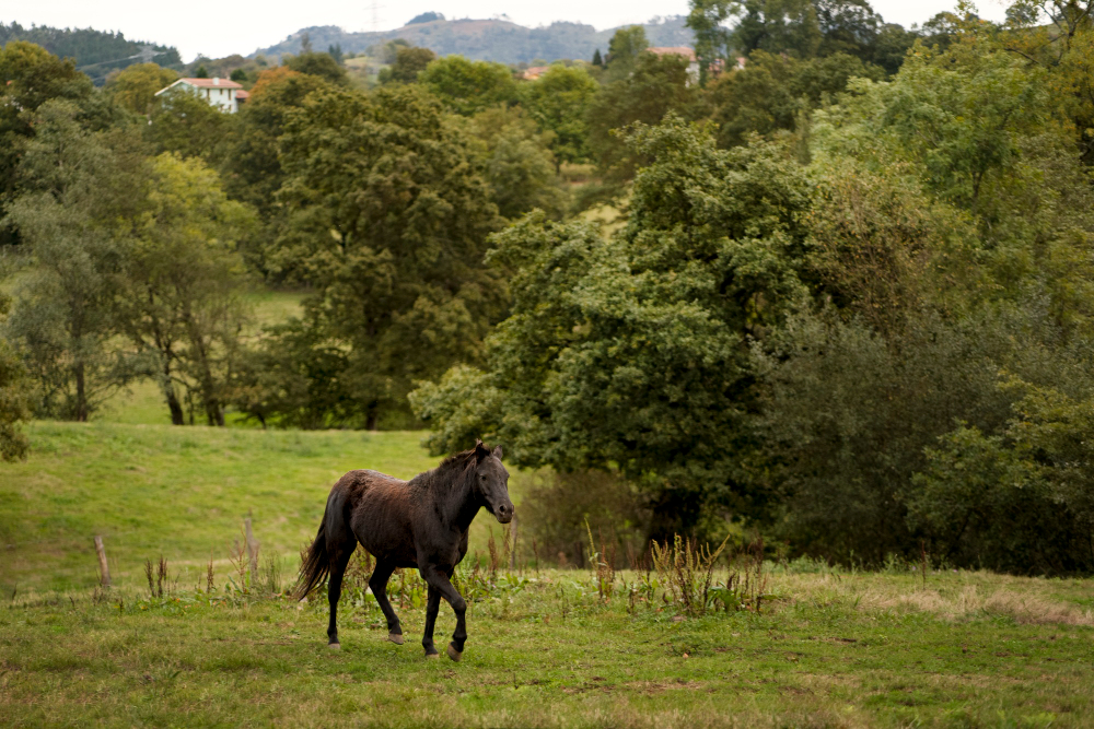 Horse walking through an open field