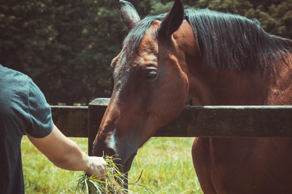 Horse eating hay by hand