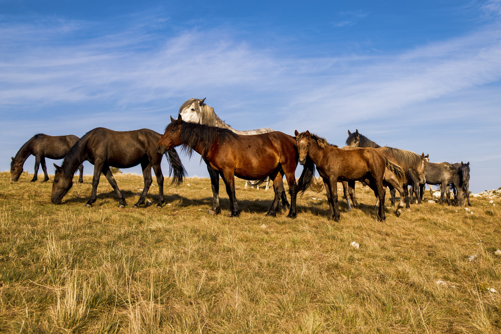 Group of horses on top of a hill